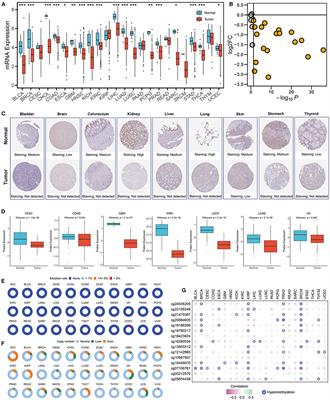 Molecular Characterization and Clinical Relevance of ALDH2 in Human Cancers